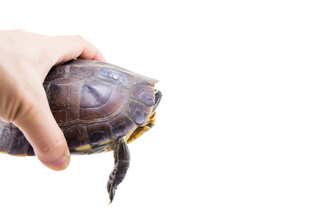 Turtle isolated on a white background