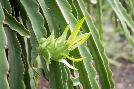 dragon Fruit on the tree after rain in gardenの写真素材