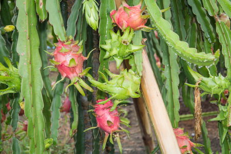 dragon Fruit on the tree after rain in gardenの写真素材