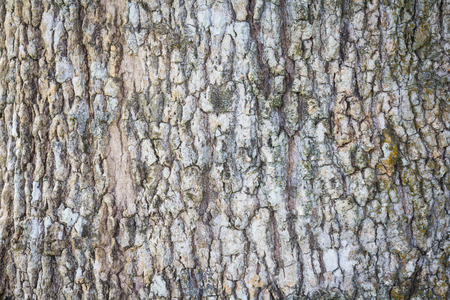 Old wooden wall background