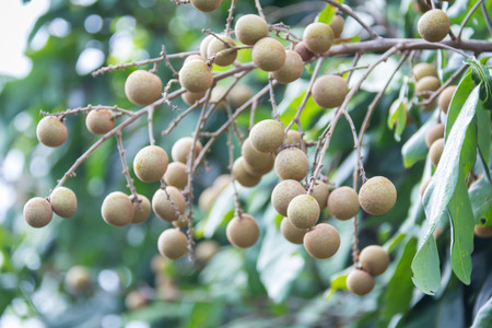 Longan fruit on the tree in the garden, Thailand .