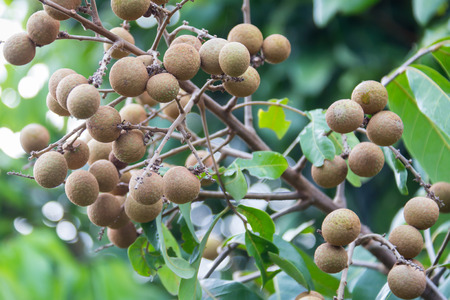 Longan fruit on the tree in the garden, Thailand .の写真素材