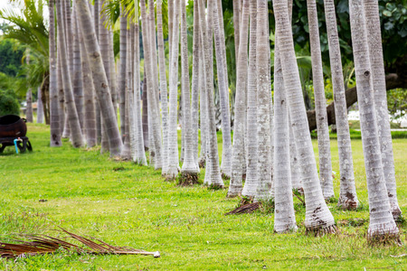 tree trunk natureの写真素材