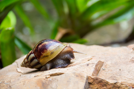 brown long big snail round shell with stripes and with long horns crawling on the edge of stone...