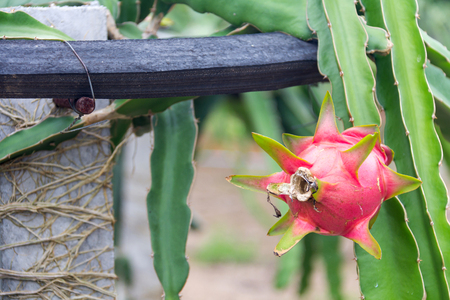 Dragon fruit,Pitaya on treeの写真素材