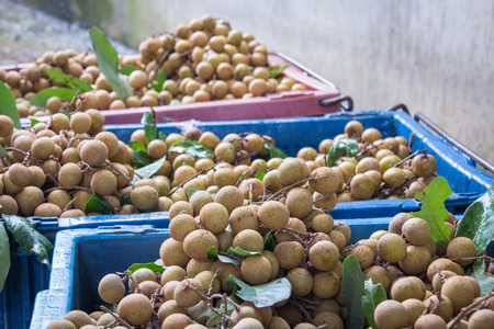Longan favorite thai fruit delicious and sweetの写真素材