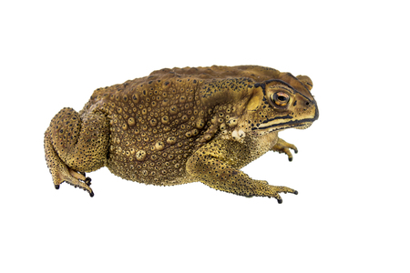 Toad isolated on white backgroundの写真素材