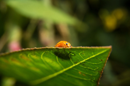 Ladybird with black spots on a green leaf as backgroundの写真素材