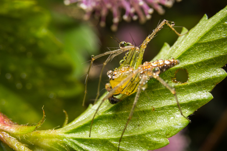 Spider on nature leaves as backgroundの写真素材