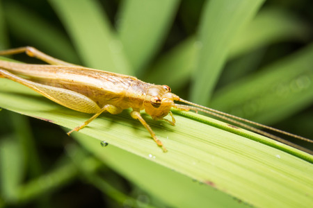 Cricket on nature leaves as backgroundの写真素材