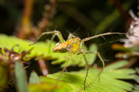 Spider on nature leaves as backgroundの写真素材