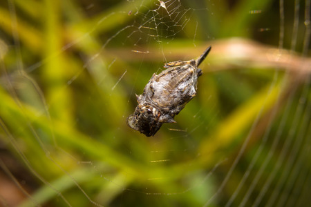 Bug macro, on nature leaves as backgroundの写真素材