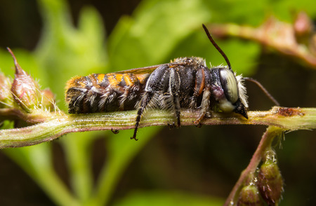 Bee on nature leaves as background. Close Up, Macro