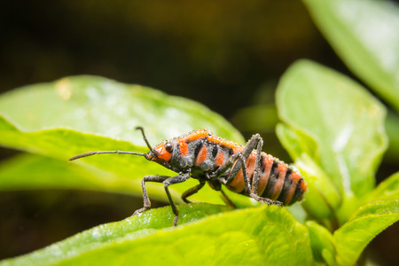 Bug macro ,on a green leaf as background