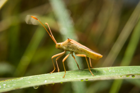 Bug macro ,on a green leaf as background