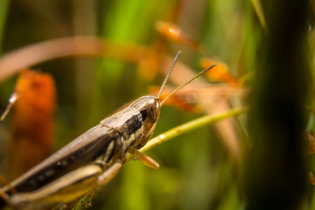 Grasshopper on nature leaves as background