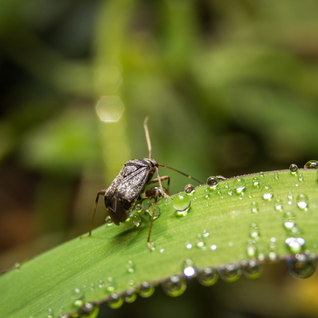 Bug macro ,on a green leaf as background