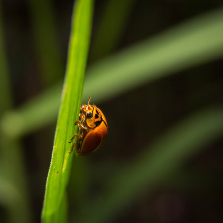 Ladybird with black spots on a green leaf as backgroundの写真素材