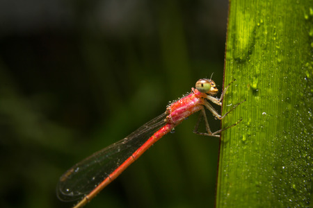 Dragonfly on nature leaves as backgroundの写真素材