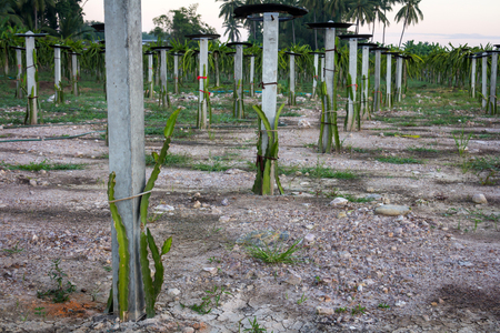 dragon fruit in garden on backgroundの写真素材