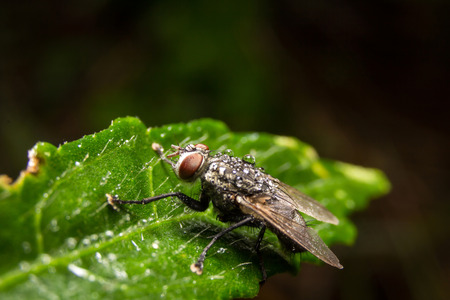 Fly on nature leaves as background