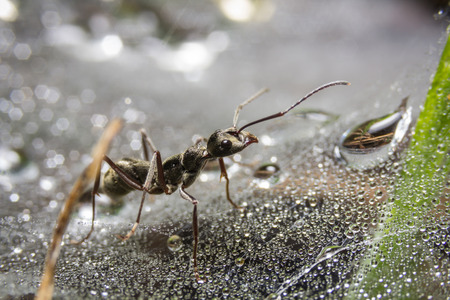 Ant on nature leaves as backgroundの写真素材