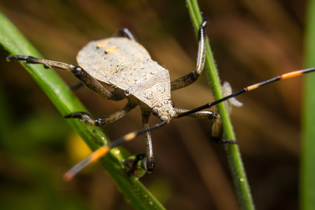 Bug macro ,on a green leaf as backgroundの写真素材