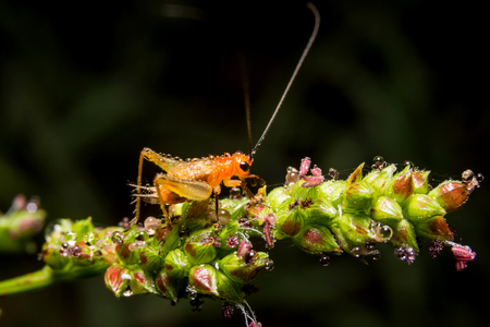 Cricket on nature leaves as background