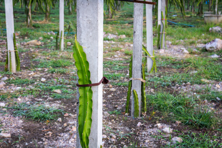dragon fruit in garden on backgroundの写真素材