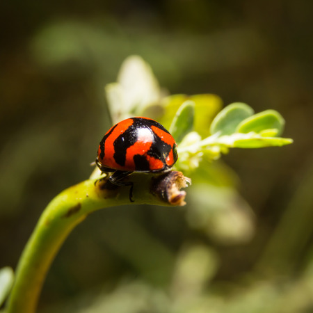 Ladybird with black spots on a green leaf as background