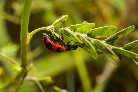 Ladybird with black spots on a green leaf as backgroundの写真素材
