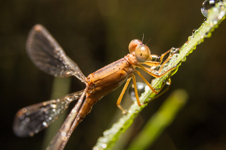 Dragonfly on nature leaves as background