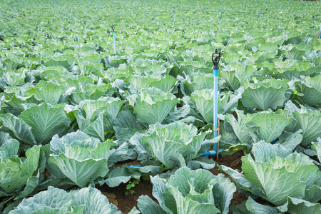 Cabbage in the garden on backgroundの写真素材