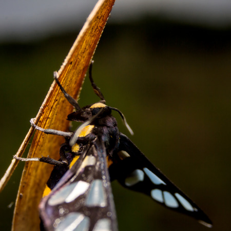 Bug macro, on nature leaves as backgroundの写真素材