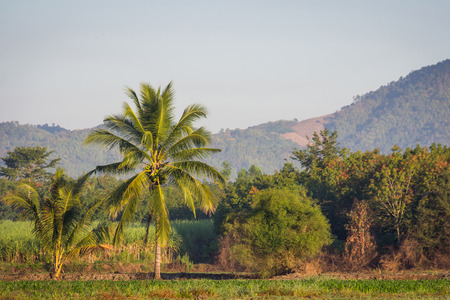 Coconut trees after a mountain in Thailandの写真素材