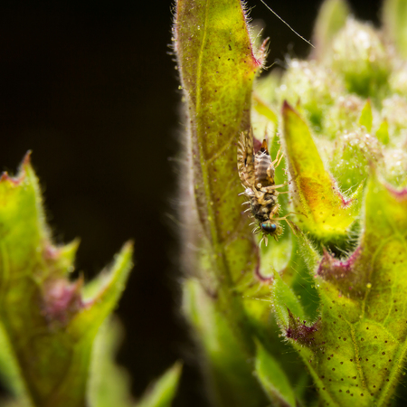 Bug macro, on nature leaves as backgroundの写真素材