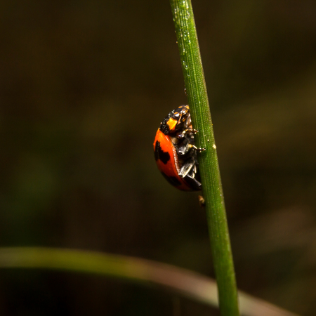 Ladybird with black spots on a green leaf as background