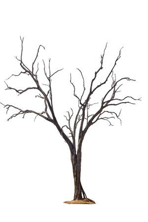 Old and dead tree isolated on white backgroundの写真素材
