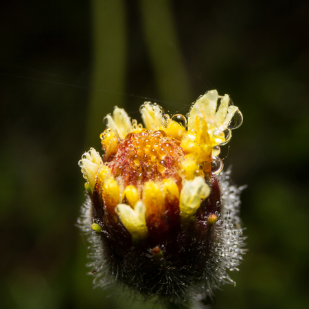 Flowers grass on nature, macroの写真素材