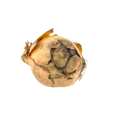 Rotten onion isolated on white backgroundの写真素材