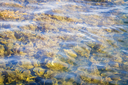 Freshwater algae in Thailand reservoirの写真素材