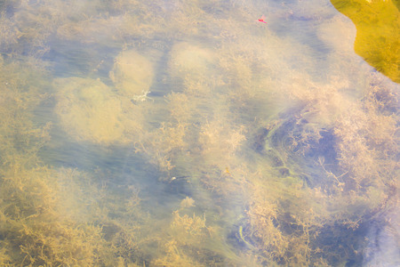 Freshwater algae in Thailand reservoirの写真素材