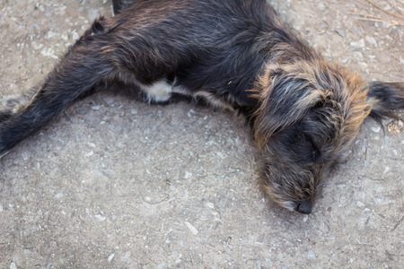 Dog sleep on the overpassの写真素材