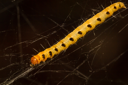 Caterpillar on green leaf in Thailand