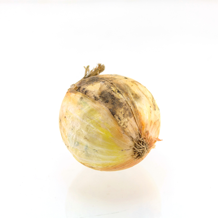 Old onion on white backgroundの写真素材