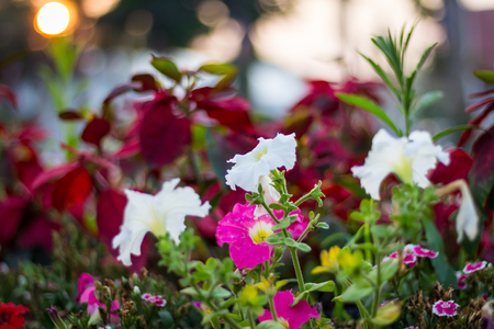 Colorful petunia flowers in the garden at evening.の写真素材