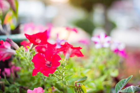 Colorful petunia flowers in the garden at evening.の写真素材