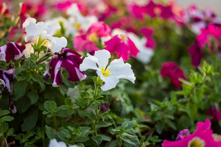 Colorful petunia flowers in the garden at evening.の写真素材