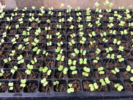 Young vegetable sapling in soil on the seedling basket in Thailandの写真素材