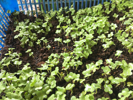 Young vegetable sapling in soil on the seedling basket in Thailandの写真素材